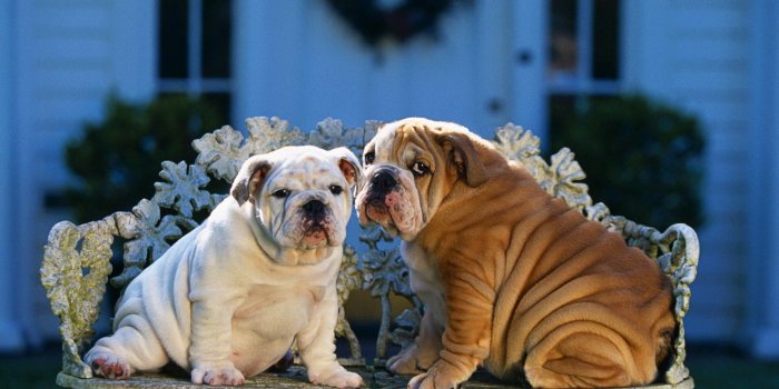 1920x1080 40 Bulldogs Wallpapers - Wallpaperboat