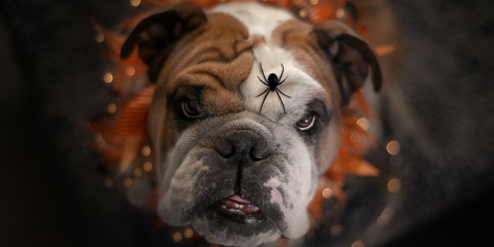 1332x850 Wallpaper look, face, dog, spider, English bulldog images for desktop,  section собаки - download
