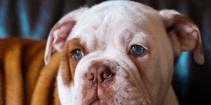 1000x1500 30,000+ English Bulldog Pictures | Download Free Images on Unsplash