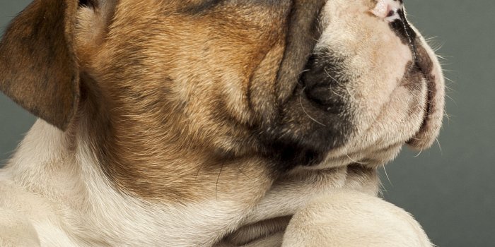 1280x2120 1280x2120 Bulldog Puppy 4k iPhone 6+ HD 4k Wallpapers, Images, Backgrounds,  Photos and Pictures