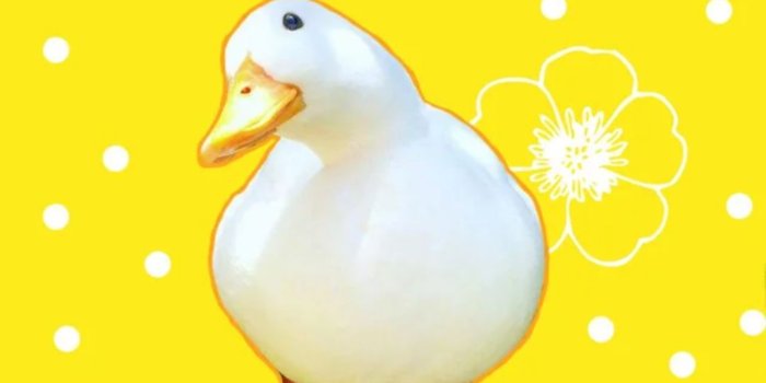 1080x1920 Duck Wallpapers - Top 35 Best Duck Wallpapers Download