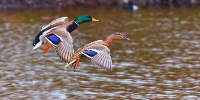 1920x1200 Ducks Birds Landing In The Lake Desktop Wallpaper Hd Free Download 260x1600  : Wallpapers13.com