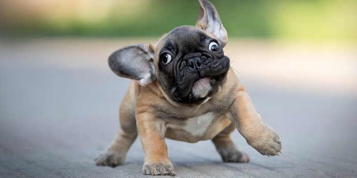 1920x1280 867225 Dogs, Funny, Bulldog, Puppy, Bokeh - Rare Gallery HD Wallpapers