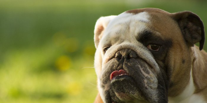 1920x1200 Old English Bulldog HD Wallpaper