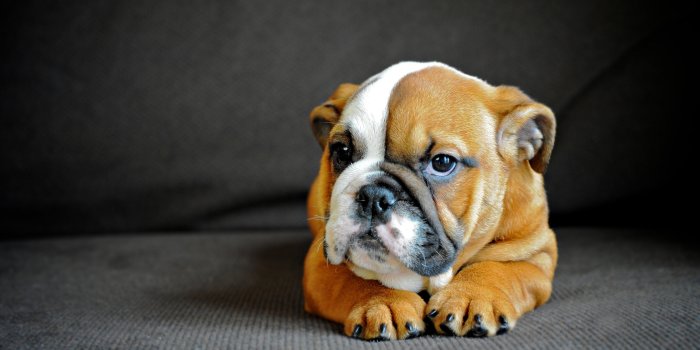 2048x1152 english bulldog, puppy, dog Wallpaper, HD Animals 4K Wallpapers, Images,  Photos and Background - Wallpapers Den