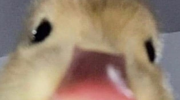 630x1280 Duck Wallpaper - NawPic