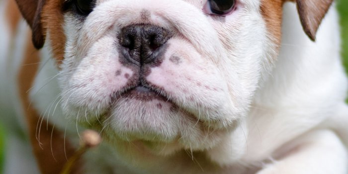 1080x1920 Bulldog puppy | 4K wallpapers, free and easy to download