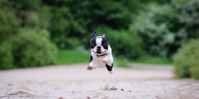 2560x1601 French Bulldog Wallpapers HD - PixelsTalk.Net