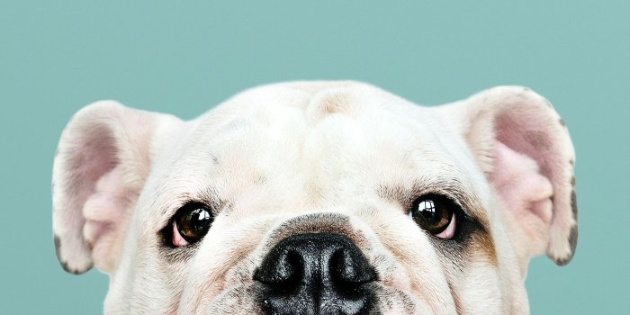 1400x2489 Adorable white Bulldog puppy portrait mobile phone wallpaper | premium  image by rawpixel.com / eyeeyeview | Puppy portraits, Bulldog puppies,  White bulldog
