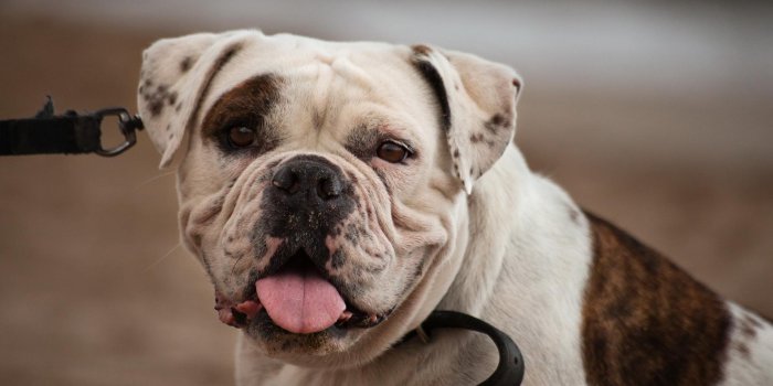 1920x1200 American Bulldog Wallpapers