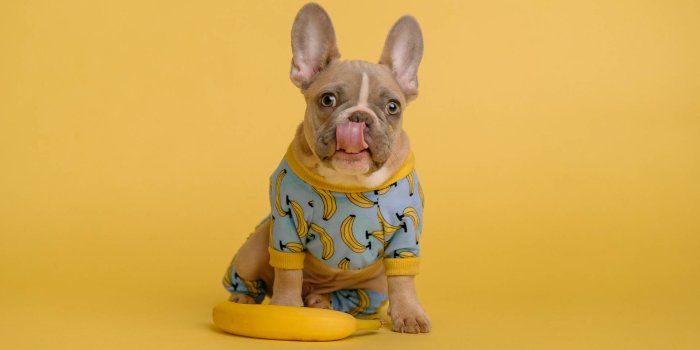 1920x1282 Free Bulldog Wallpaper Downloads, [200+] Bulldog Wallpapers for FREE |  Wallpapers.com