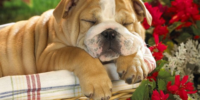 1600x1200 48+] English Bulldog Wallpaper for Computer - WallpaperSafari