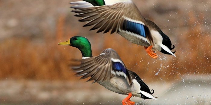 1440x900 Duck Wallpaper #6868886