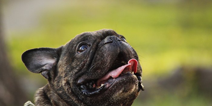 3840x2560 French Bulldog (Brindle, Looking up, Green）HD Dog Wallpaper