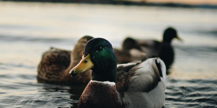 3456x5184 Ducks Photos, Download The BEST Free Ducks Stock Photos & HD Images