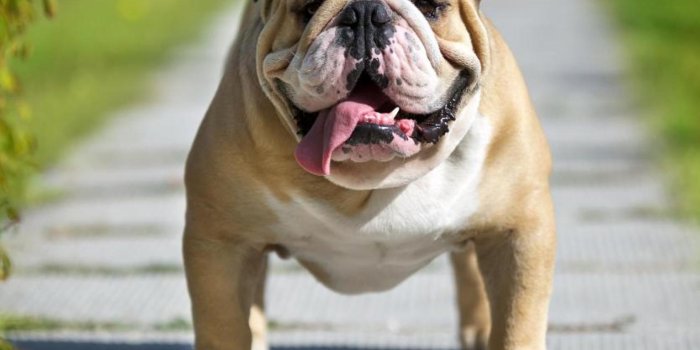 1532x1200 HD Bulldog Wallpapers - Top Free HD Bulldog Backgrounds - WallpaperAccess