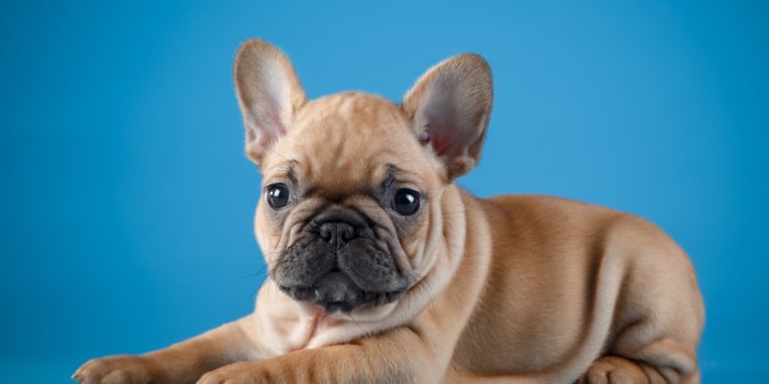 3600x2356 833012 Dogs, French Bulldog, Colored background, Glance - Rare Gallery HD  Wallpapers