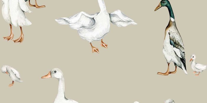 1200x1200 Mallard Ducks Wallpaper – Cozy Nursery