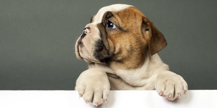 1024x768 Wallpaper bulldog, cute puppy, dog desktop wallpaper, hd image, picture,  background, 8749f4 | wallpapersmug
