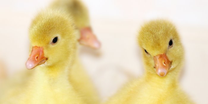 1920x1080 Baby Ducks Chromebook Wallpaper