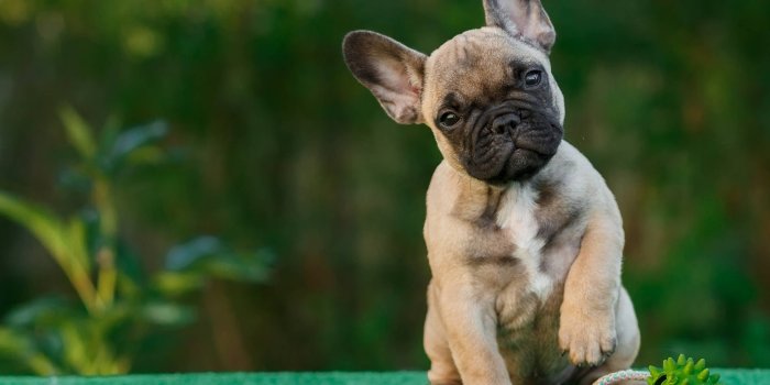 2560x1700 2560x1700 French Bull Dog 4k Chromebook Pixel HD 4k Wallpapers, Images,  Backgrounds, Photos and Pictures