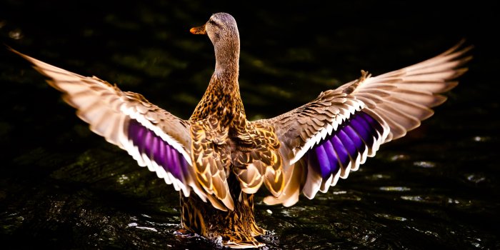 2560x1600 beautiful, Ducks Wallpapers HD / Desktop and Mobile Backgrounds