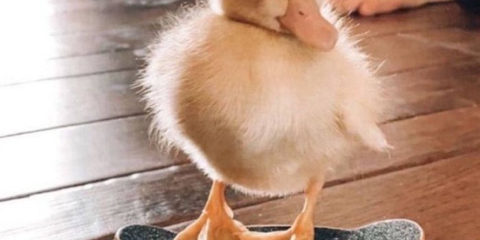 1080x1920 Download Skating Baby Duck Wallpaper | Wallpapers.com