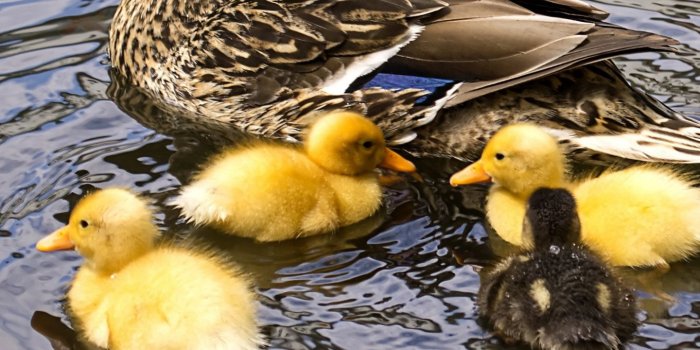 1440x2560 Ducklings on Water Wallpaper - iPhone, Android & Desktop Backgrounds