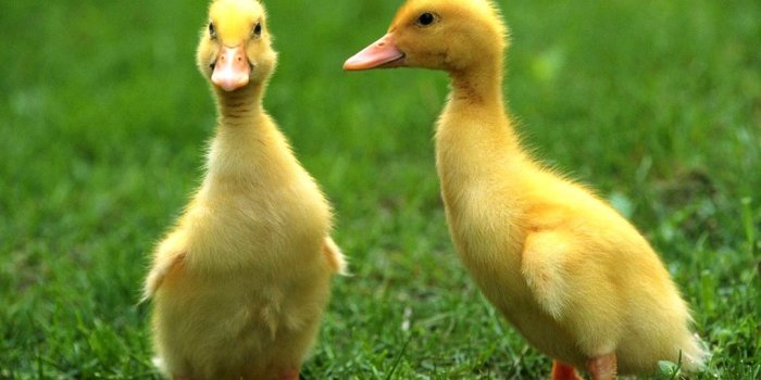 1024x768 Desktop Wallpapers » Animals Backgrounds » Baby Ducks » www.desktopdress.com