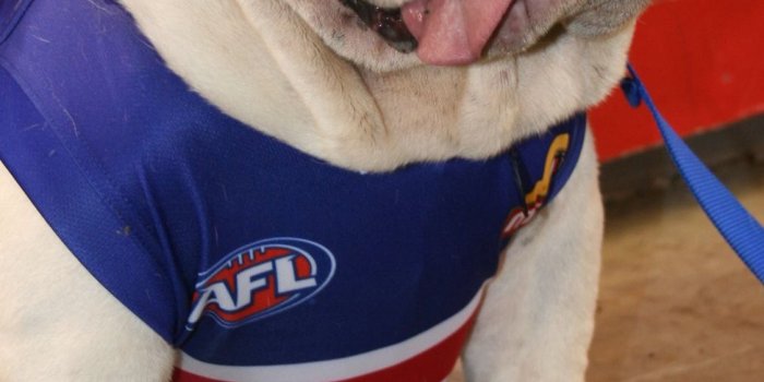 1125x2436 Best Bulldogs iPhone HD Wallpapers - iLikeWallpaper