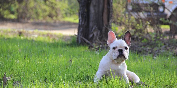 5184x3456 puppy, French, Bulldog Wallpapers HD / Desktop and Mobile Backgrounds