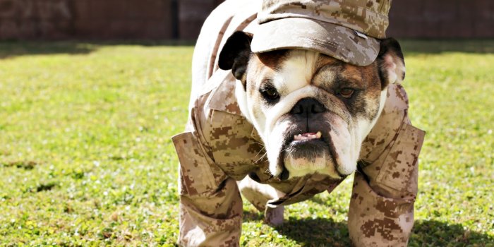 1600x1143 Walking Veterans Day Bulldog photo and wallpaper. Beautiful Walking  Veterans Day Bulldog pictures