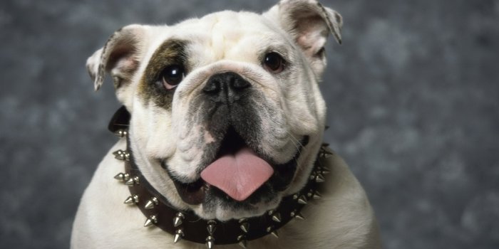 1920x1080 English Bulldog [2] wallpaper - Animal wallpapers - #22080