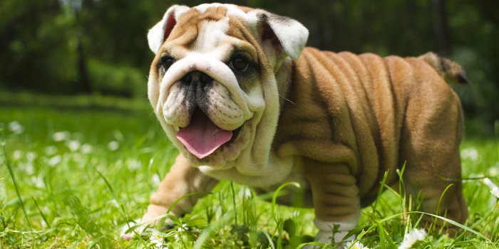 1920x1080 Desktop Wallpaper British Bulldog, Fat Dog, Play, Hd Image, Picture,  Background, E6d1d8
