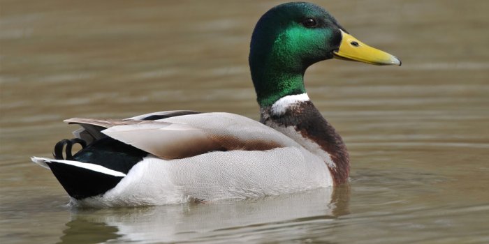 1600x960 75+] Mallard Duck Wallpaper - WallpaperSafari