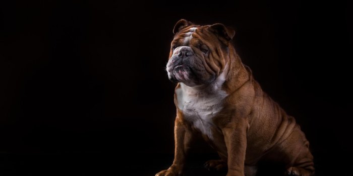 1332x850 Wallpaper dog, bulldog, black background, English bulldog images for  desktop, section собаки - download