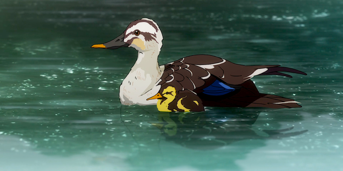 1920x1080 110+ Duck HD Wallpapers and Backgrounds