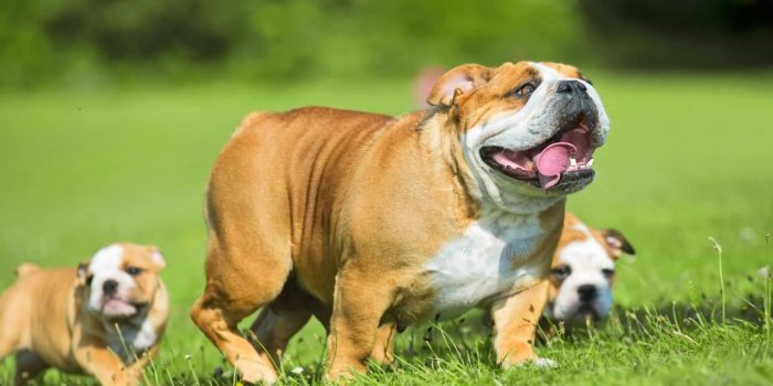 1280x851 Cute Bulldogs Wallpapers