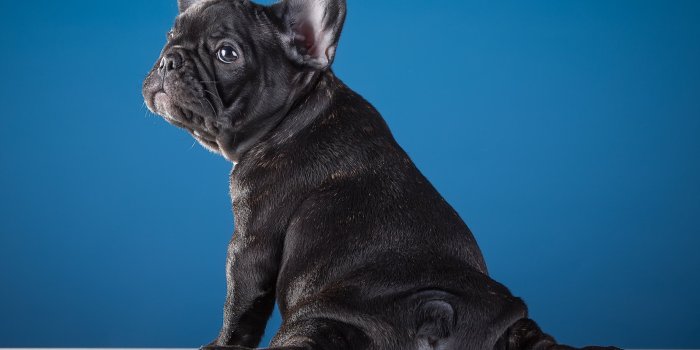 3000x1958 HD wallpaper: puppy, funny, French bulldog