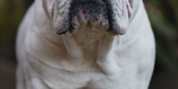 1350x2400 Download wallpaper 1350x2400 english bulldog, bulldog, dog, serious iphone  8+/7+/6s+/6+ for parallax hd background