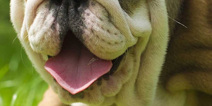 1000x1600 British Bulldog 4K Ultra HD Mobile Wallpaper