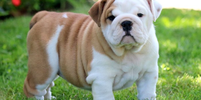 2000x1301 Bulldog Puppy