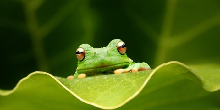 1920x1200 Frog Wallpapers