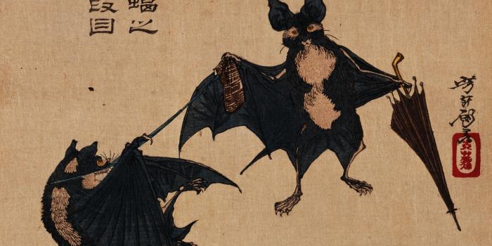 2631x2028 110+ Bat HD Wallpapers and Backgrounds