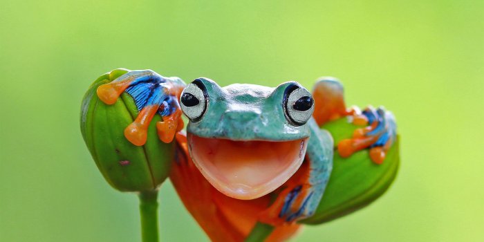 1920x1080 Bing image: World Frog Day - Bing Wallpaper Gallery