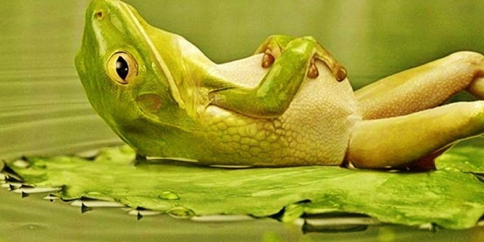 1440x909 Funny Frog Wallpapers