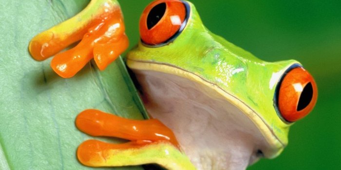 1080x1920 Frog Wallpapers Download | MobCup