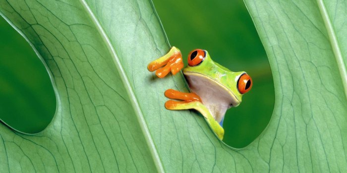 1920x1080 Cute Frogs Desktop Wallpapers - PixelsTalk.Net