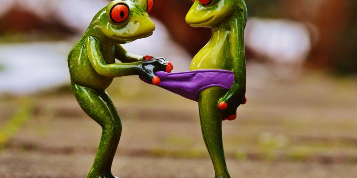 6016x4000 FUNNY FROG HD WALLPAPER [5120×3840] : r/wallpaper