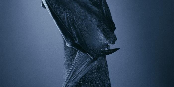 1112x1600 Vampire Bat Wallpapers